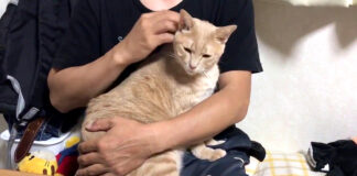 抱っこされる猫