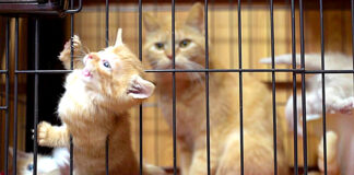 ケージから抜け出す子猫