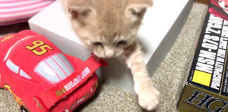 近づいてくる子猫