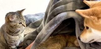 猫達の初対面に立ち会う柴犬