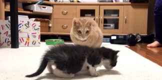 子猫を見つめる猫