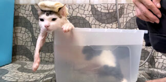 お風呂に入る猫