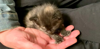 手をフミフミする子猫