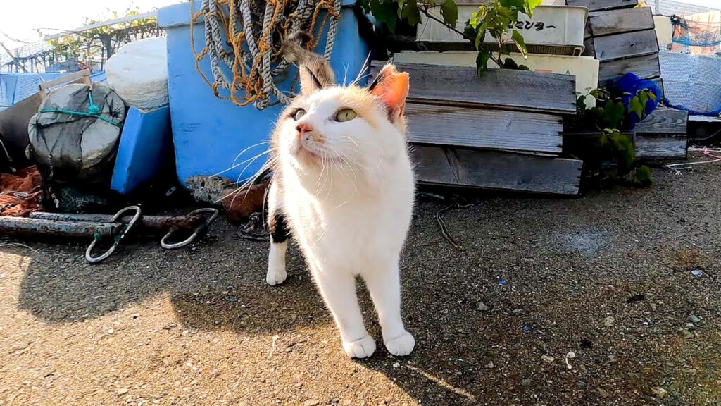 三毛猫 コンクリート壁の前 写真 三毛猫 コンクリート壁の前 写真