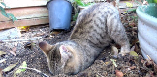 穴を掘る子猫