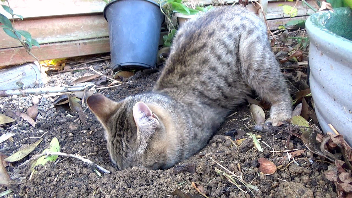 穴を掘る子猫