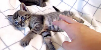 かまって欲しい子猫