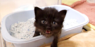 可愛い威嚇をする子猫