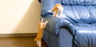 ジャンプする子猫