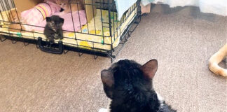 子猫達を見守る先住猫