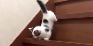 下る子猫
