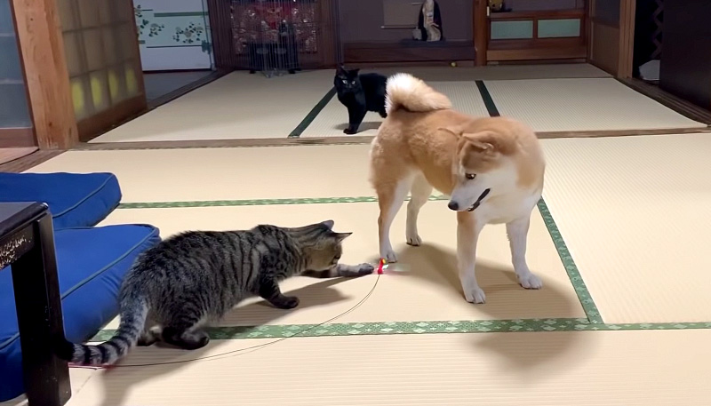 オモチャで遊ぶ犬と猫