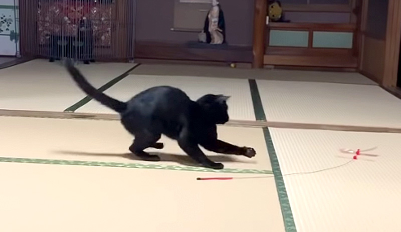 酔拳な猫