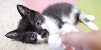 手を握る子猫