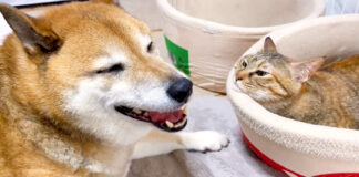 笑顔の柴犬
