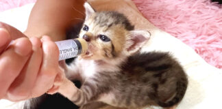 ミルクを飲む子猫