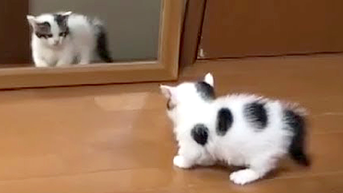 鏡が気になる子猫