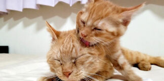 母猫を毛づくろいする子猫