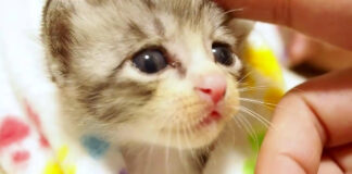 撫でられる子猫