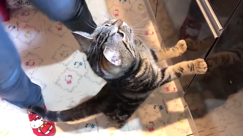 鍋が気になる猫