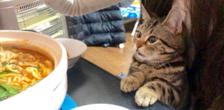 鍋が気になる猫