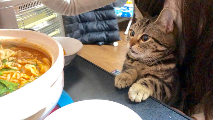 鍋が気になる猫