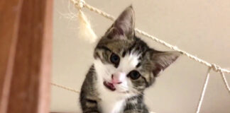 撫でられたい子猫