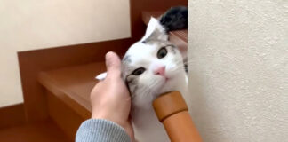 ナデナデされる猫