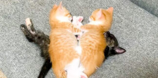 眠る子猫達