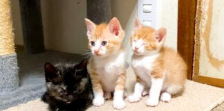 眠たい子猫達