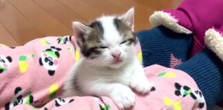 寝落ちしそうな子猫