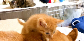 逃げる子猫