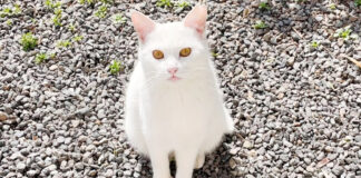 話しかけてくる子猫