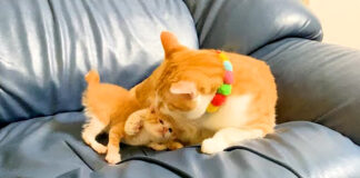 先住猫に怒られた子猫