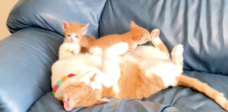 先住猫に乗る子猫達