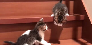 降りられない子猫