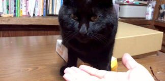 お手しない猫