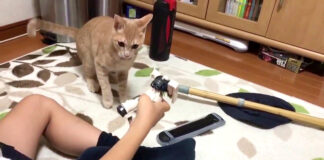 プラモデルと猫