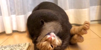 激しくじゃれる子猫とカワウソ