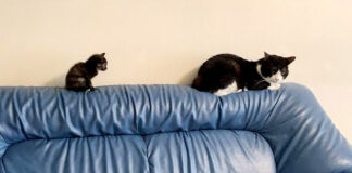 ソファーに登る子猫
