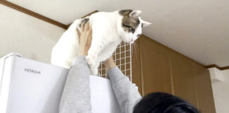 冷蔵庫から降ろしてもらう猫