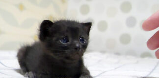 独りぼっちになった子猫