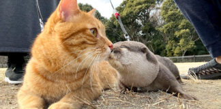 散歩する猫とカワウソ