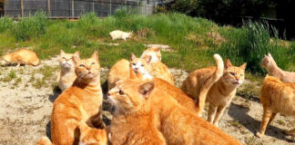集まる猫達