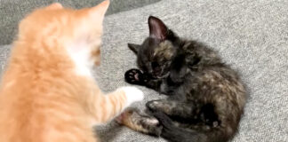 爆睡する子猫