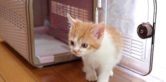 里親さんの家で暮らし始めた子猫