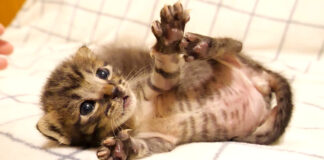 アピールする子猫