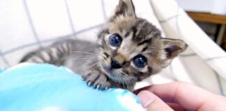上目遣いの子猫
