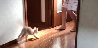 走る子猫