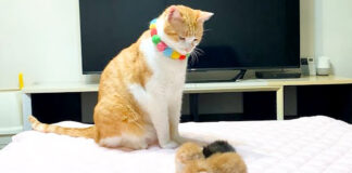 子猫が気になる先住猫